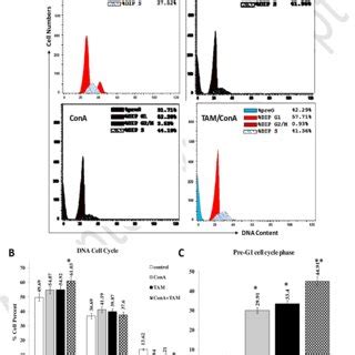 Impact Of Con A And Or Tam On The Cell Cycle Phases Of Mcf Cells A