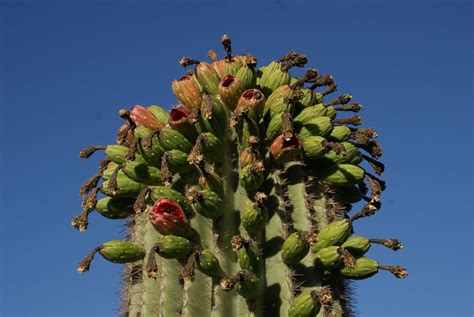Phoenix Daily Photo Desert Fruit