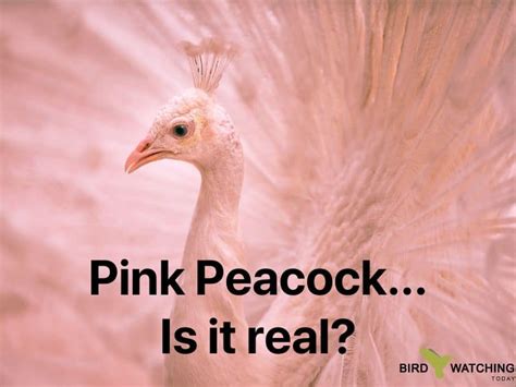 Are Pink Peacocks Real [15 Color Varieties Exist Rare But Real