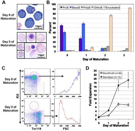 Esres Are Capable Of Terminal Erythroid Maturation A Proliferating