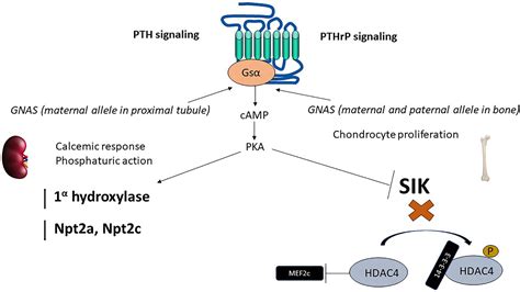 Frontiers Pth Fgf Klotho And Vitamin D As Regulators Of Calcium