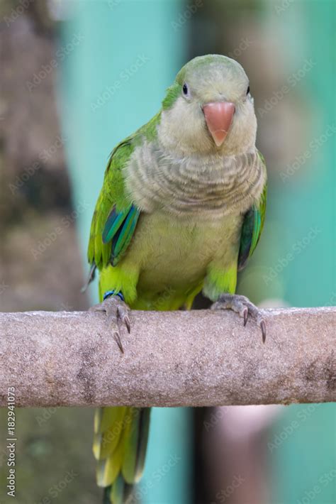 Beautiful Monk Parakeet Myiopsitta Monachus Bird Couple Green Monk