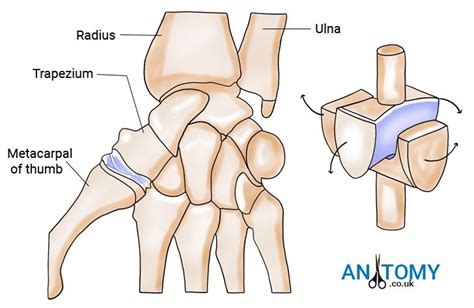 Synovial Joint, Human Skeletal System, Horse Rider, Definitions ...