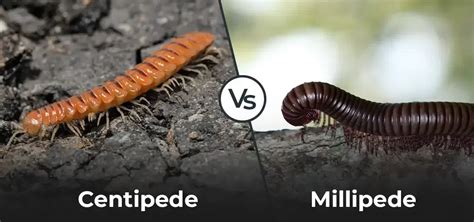 Millipede Vs Centipede