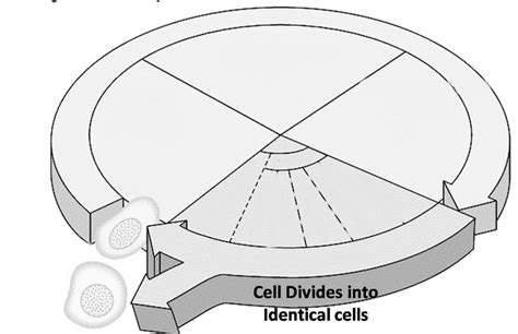 Diagramme De Bph Cycle Cellulaire Quizlet