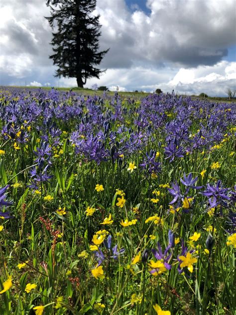 Garry Oak Ecosystem - Sound Water Stewards