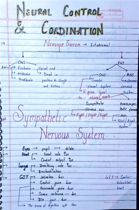 SOLUTION Neural Control And Coordination Hand Written Notes For Neet