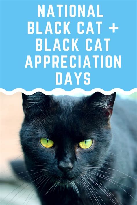 National Black Cat Day & National Black Cat Appreciation Day