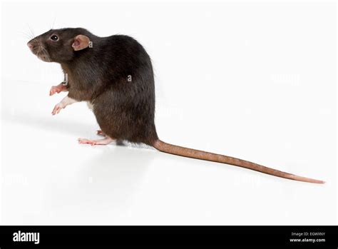 Rat Hi Res Stock Photography And Images Alamy