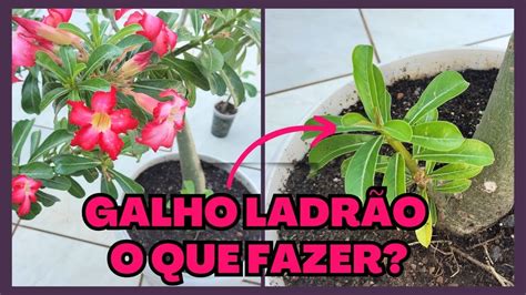 como tirar o galho ladrão da sua rosa do deserto de maneira certa YouTube