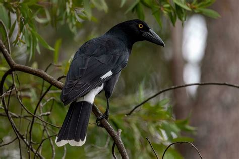 Pied Currawong in Australia 24734646 Stock Photo at Vecteezy