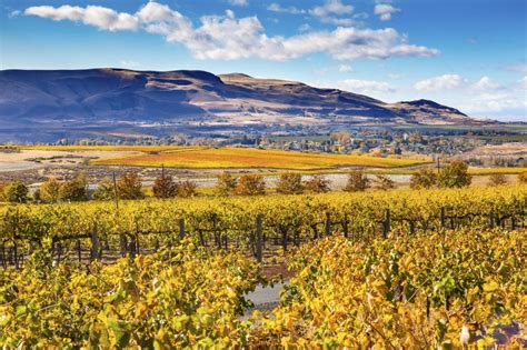 Red Mountain Wine Region Travel Guide Top Wineries And More