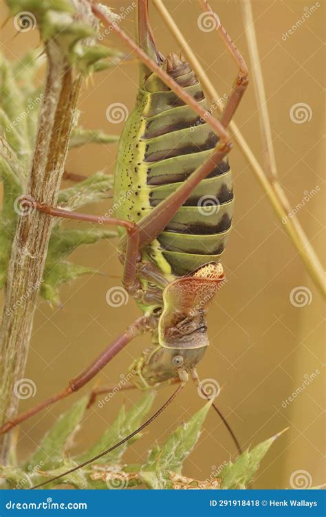 Closeup On The Large Gravid Female Mediterranean Western Saddle Bush