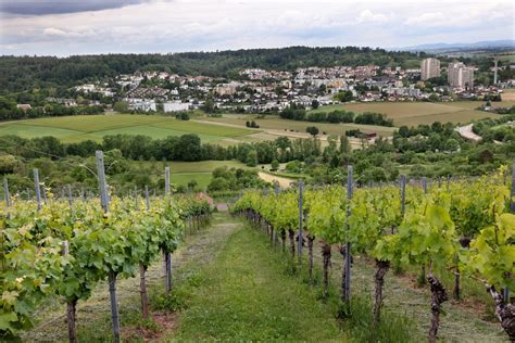 Fassungslosigkeit Beim Weinbau Gipfel Winzer Aus Dem Rems Murr Kreis