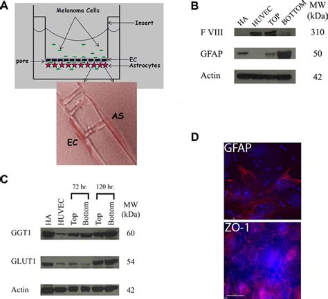 Establishment Of The In Vitro Bbb Model A Schematic Of The Model