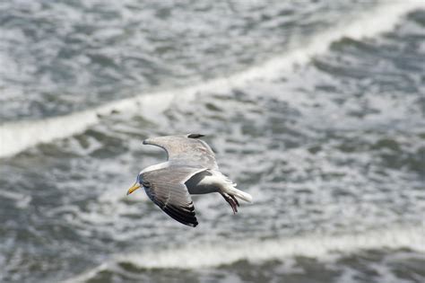 Seagull Flying Over The Ocean 7252 Stockarch Free Stock Photo Archive