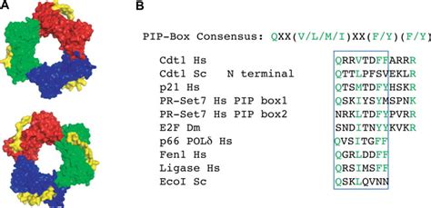 The Interdomain Connecting Loop And A Hydrophobic Pocket On Pcna Serve