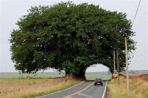 TIERRA SANA On Twitter Tree Tunnel Beautiful Tree Landscape