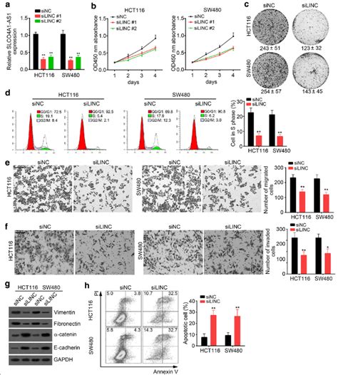 Slco A As Knockdown Inhibits Cell Proliferation Migration And