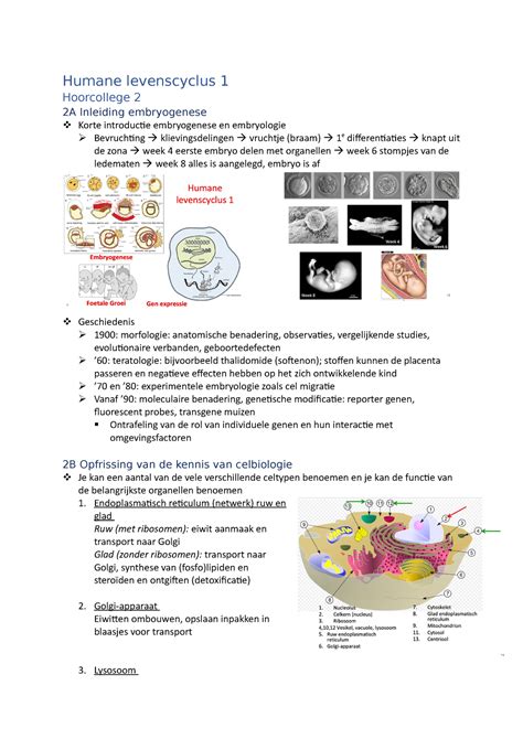 Humane Levenscyclus 1 Hoorcolleges Endoplasmatisch Reticulum