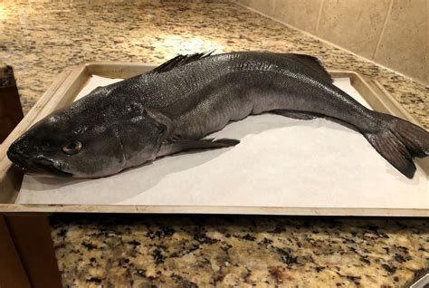 Black Cod Fish Head