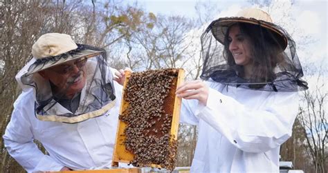 How Do I Start Beekeeping The Easy Beginner S Guide Beekeeping Insider