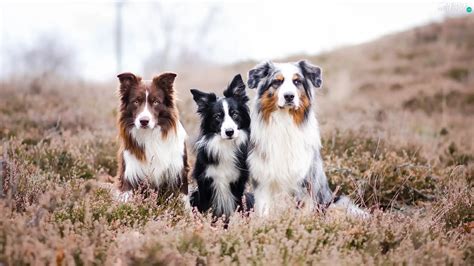 Three, Border Collie, Australian Shepherd, Dogs - Animals wallpapers ...