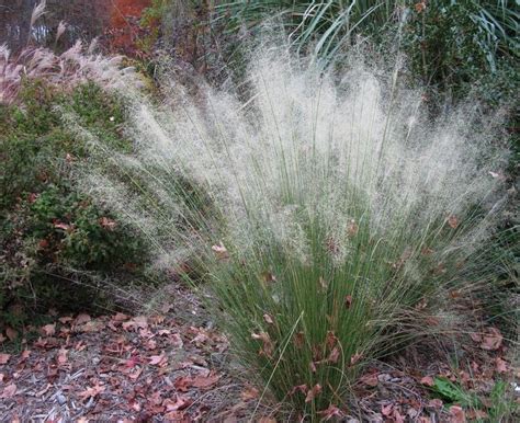 Muhlenbergia Capillaris WhiteCloud White Muhly Grass C Hoffman