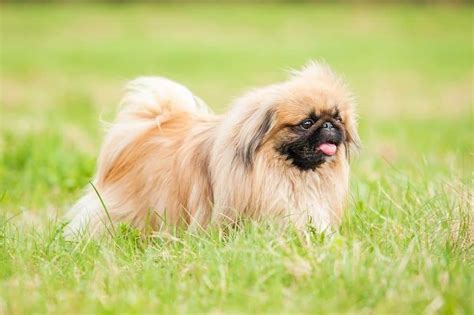 Pekingese Dog Breed History Traits Lifespan And Care Guide