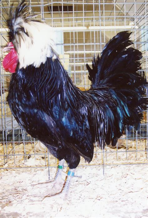 White Crested Black Polish Chickens | Cackle Hatchery