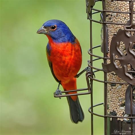 Crowd Results Wild Birds On Feeders In Colour Bird Photo Contest