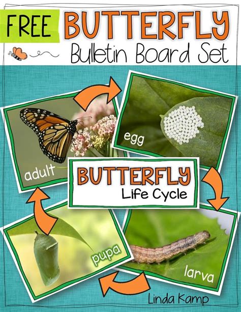 Free Butterfly Life Cycle Bulletin Board Set Use These As Science