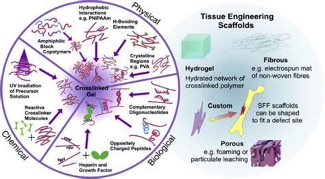 Hydrogels in tissue engineering (reprinted from E.S. Place, J.H ...