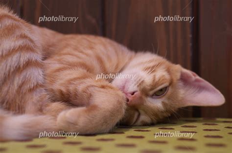 子ねこ 写真素材 6468562 フォトライブラリー Photolibrary