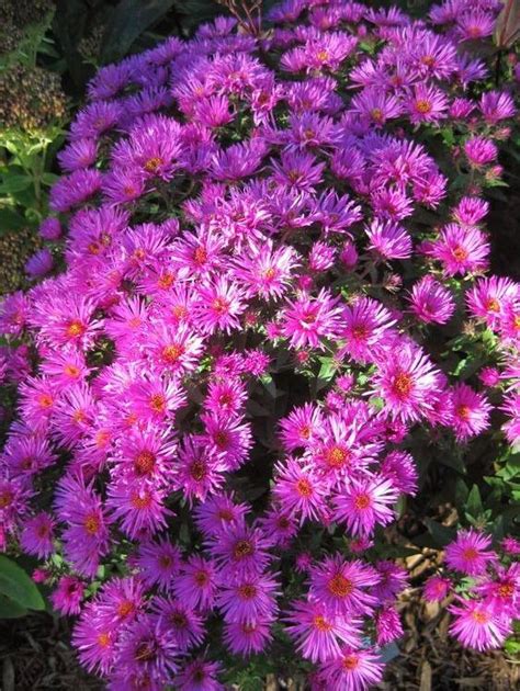 Aster Nowoangielski Vibrant Dome Aster Novae Angliae Albamar