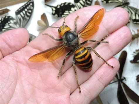 Asian Hornets Invade Britain In Record Numbers As Experts Warn Of Risk To Humans Daily Star