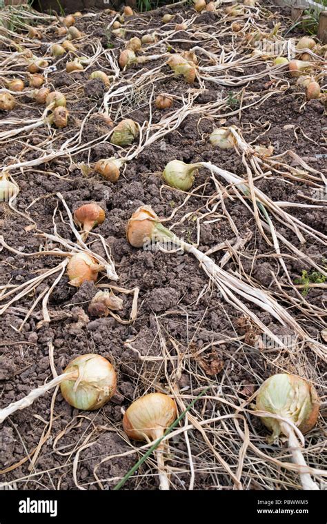 Home Grown Onions Hi Res Stock Photography And Images Alamy