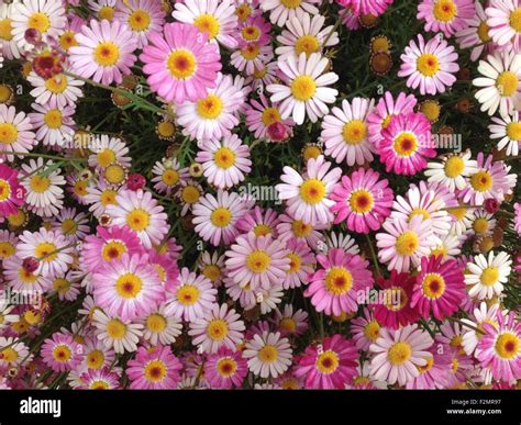 Colorful Daisies Stock Photo 87738483 Alamy