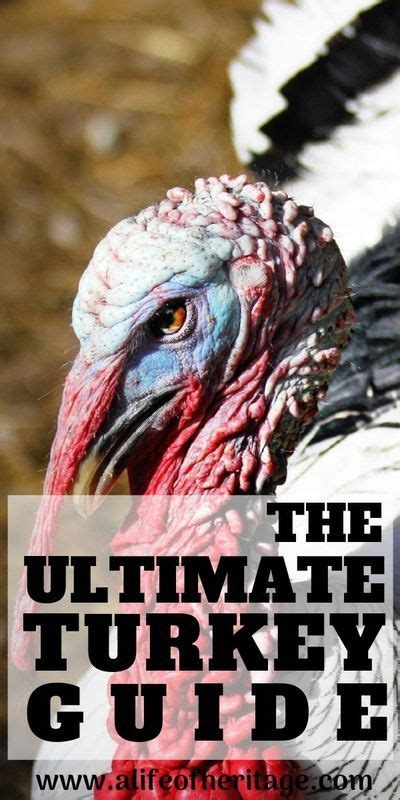 The Comprehensive Turkey Guide Right Here Raising Turkeys