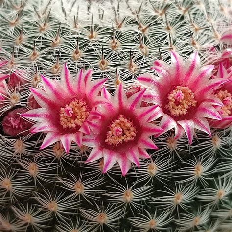 Mammillaria Pseudoperbella Giromagi Cactus And Succulents