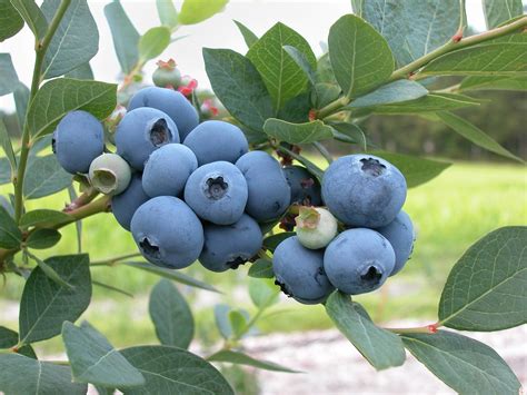 Arándano azul Blueberry Vaccinium sp