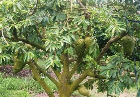 Annona Muricata Soursop Giant Graviola Tropical Fruit Plant 5 Seeds