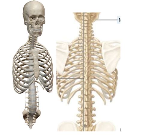 Axial Skeleton Diagram | Quizlet