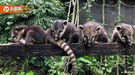 壽山動物園長鼻浣熊遭同伴攻擊重傷亡 園方未來將加強關注疏養