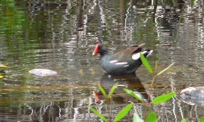 Ben and Joy: Dominican Republic Birds