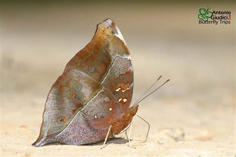 The Autumn Leaf ผีเสื้อใบไม้เล็กdoleschallia Bisaltide Thai Butterfly