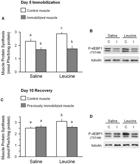 Unilateral Hindlimb Immobilization Was Produced For Either Days Ab