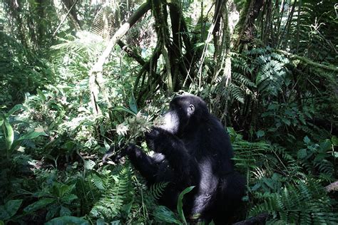 Getting Virunga Gorilla Permits Dr Congo Gorilla Trekking Safaris