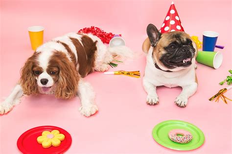 Pet Friendly Holiday Parties Are The New Crazy | Therapy Pet