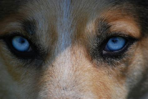 Bumps Around Your Dogs Eyes Panic Or Patience